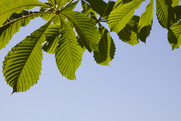 Naklejka na ściany i meble Horse chestnut tree leaves against blue sky background with copy space