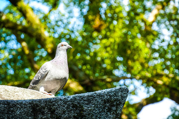 Obraz premium A pigeon in a blurred vivid spring bokeh background in Japanese garden.