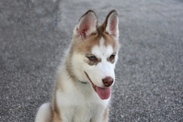 Portrait of a Siberian Husky Puppy