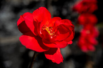 roses rouge 1