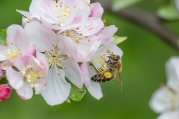 Flying honey bee collecting bee pollen from apple blossom. Bee collecting honey.