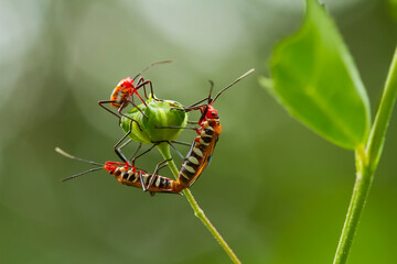 Insect Matting