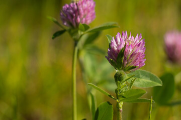 Macro of red clover (Trifolium pratense) flowers in the sunlight. Red clover is a herbaceous, short-lived perennial plant. Close up photo, blurry background