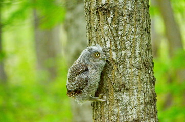 Baby Eastern Screech Owl perched on a tree