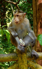 Monkey ice-cream eat in forest.kearla athiirapplly waterfall 