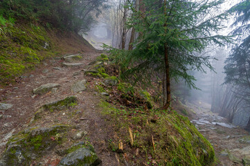 Hillside trail in the fog.