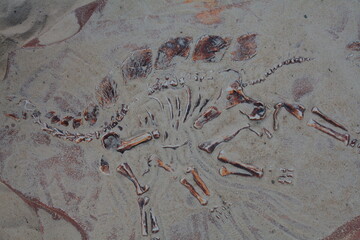 excavation of prehistoric bones © Igor