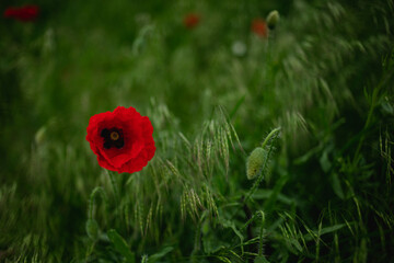 close up of red poppy flowers in a field and along the road. 