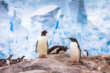 Penguins on antarctic rock