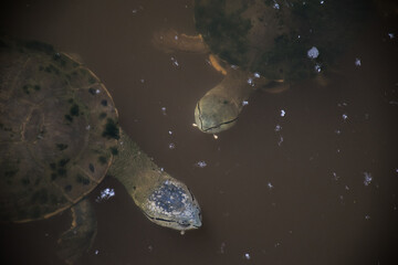 Obraz premium turtle swimming in the water