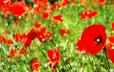 red poppys in green field background