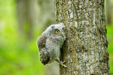 Baby Eastern Screech Owl perched on a tree