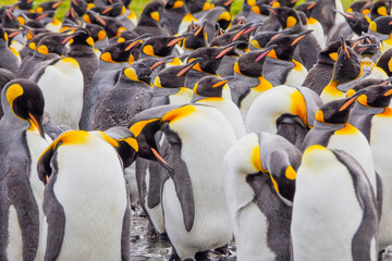 Penguins colony antarctica