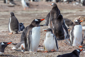 Naklejka premium Penguins colony antarctica