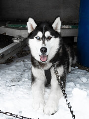 Husky with Blue and Brown Eyes