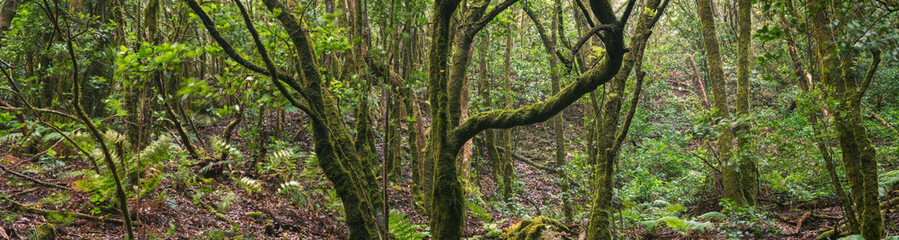 Anda Forest in Tenerife, Canary Islands