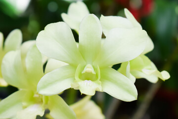 Big green-white orchid flower branch, close up photography.