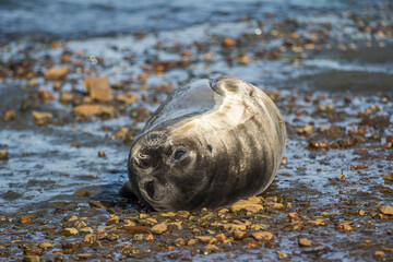 Lazy seal lying on the back