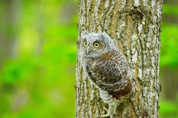 Baby Eastern Screech Owl perched on a tree