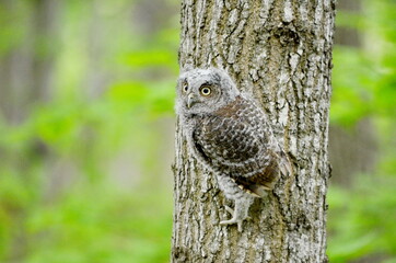 Baby Eastern Screech Owl perched on a tree
