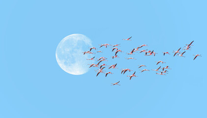 Greater Flamingos in the blue sky with full moon "Elements of this image furnished by NASA"