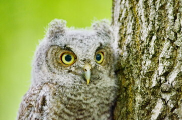 Baby Eastern Screech Owl perched on a tree