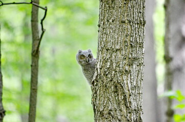 Obraz premium Baby Eastern Screech Owl perched on a tree