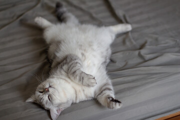 Gray cute cat sleeping on bed.
