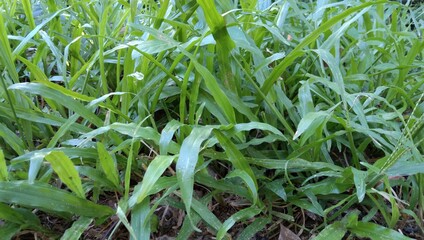 Obraz premium green grass in a field