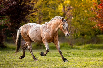 Obraz na płótnie Canvas Beautiful stunning welsh mountain pony young helathy stallion running and posing on pasture on golden hour. Amazing colorful scenery with great animal.