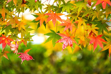 Vivid colorful autumn maple leaves with blurred bokeh background