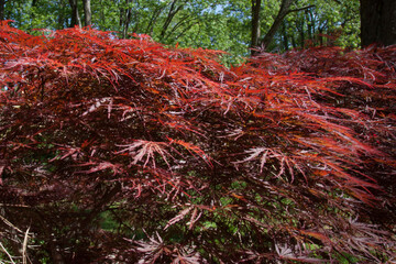 Red tree leaves in the sunshine