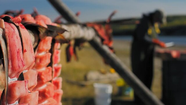 Yukon Territory, Alaska. Salmon fish drying on a fish rack and unfocussed fisherman cleaning more fish on a table in the background. 
