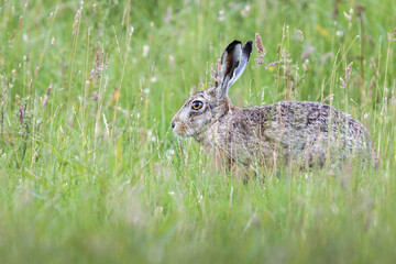 Naklejka na ściany i meble European hare in the grass