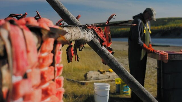 Yukon Territory, Alaska. Salmon fish drying on a fish rack and fisherman cleaning more fish on a table and Porcupine river in the background. 
