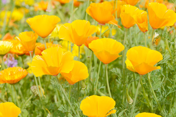 Obraz premium Eschscholzia californica poppy in the flower field in the nature