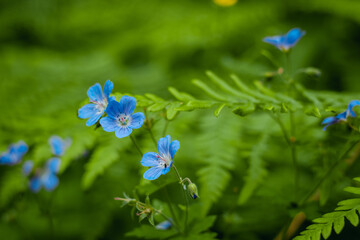 Little blue flowers on a green background