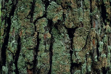 Tree bark background, texture natural background paper close-up