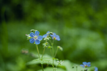 Little blue flowers on a green background