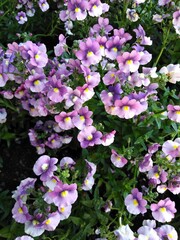 forget me nots  violas violets close up