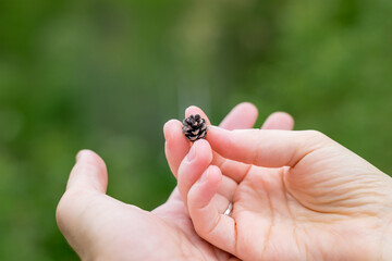 small pine cone in the hands