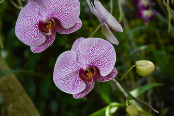 Orchid branch hanging from the tree. Orchids in nature.