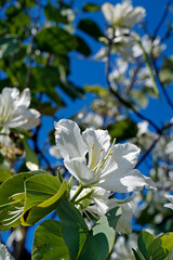 White orchid tree flowers (Bauhinia variegata alba)
