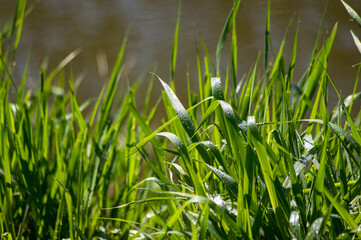 drops of dew on the young spring grass