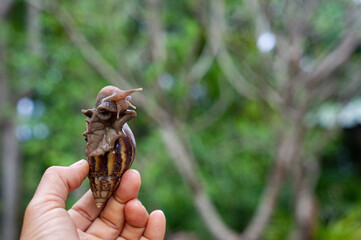The hand is holding the snail and the bokeh background.