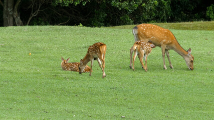 Spotted deer family in the meadow