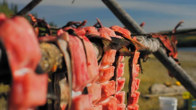 Yukon Territory, Alaska. Chum Salmon on a drying rack along the Porcupine River.