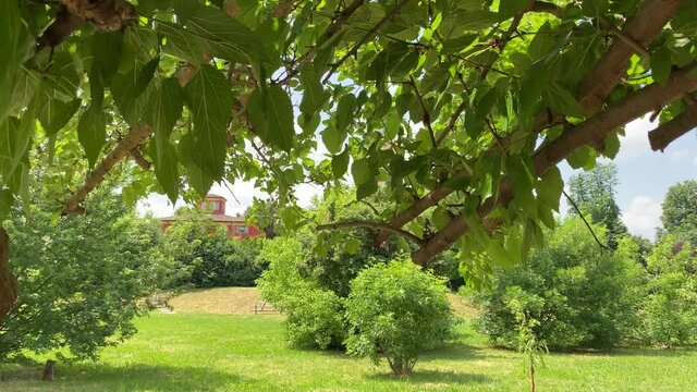 Wide green fields with old church in background. Italy.