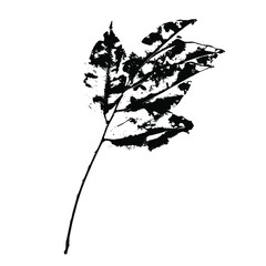 Branch with leaves imprint. The natural leaf of the plant has a black print. Isolated element on a white background. For botanical design. Vector illustration.