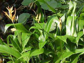 Obraz premium Brief Garden